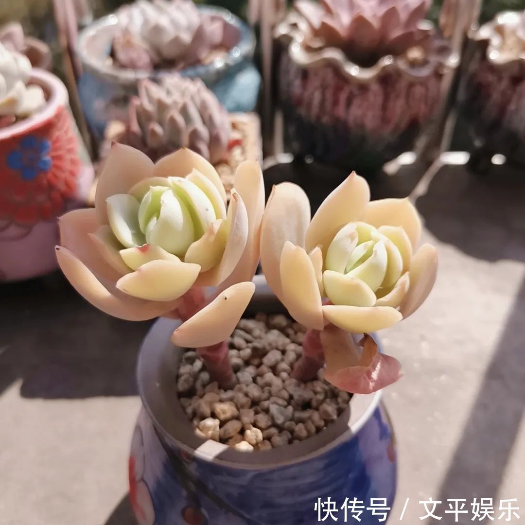 一组逆袭成功的多肉给它时间,它就会给你好看!