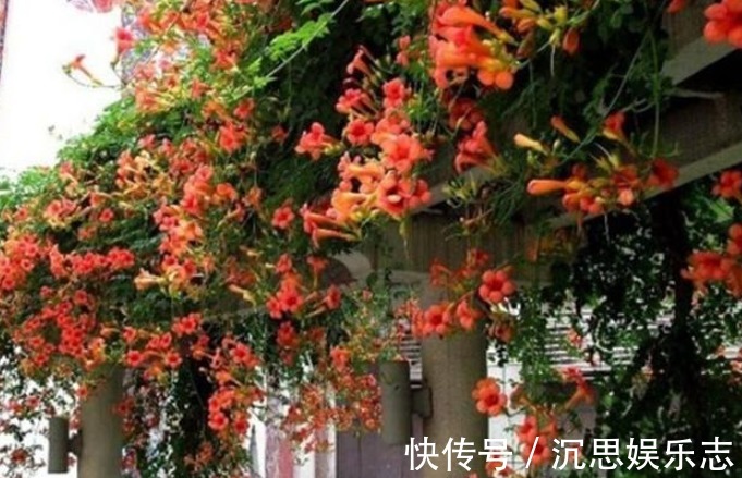 凌霄花|此花俄罗斯进口,一年花开178天,15天长满阳台,还不种一棵