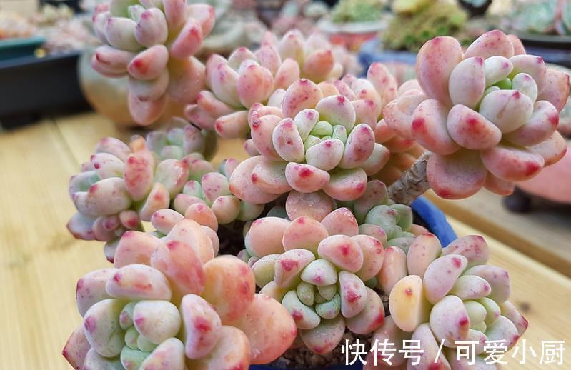 冬天养多肉劳尔，教你几个小技巧，掌握了叶片饱满，香味清新