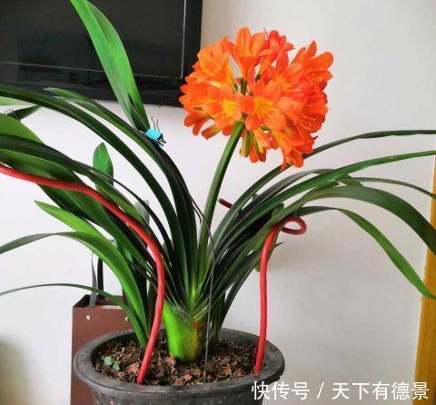 花开富贵|老花农用鸡蛋养君子兰,一年开两次花,叶子更是碧绿闪光