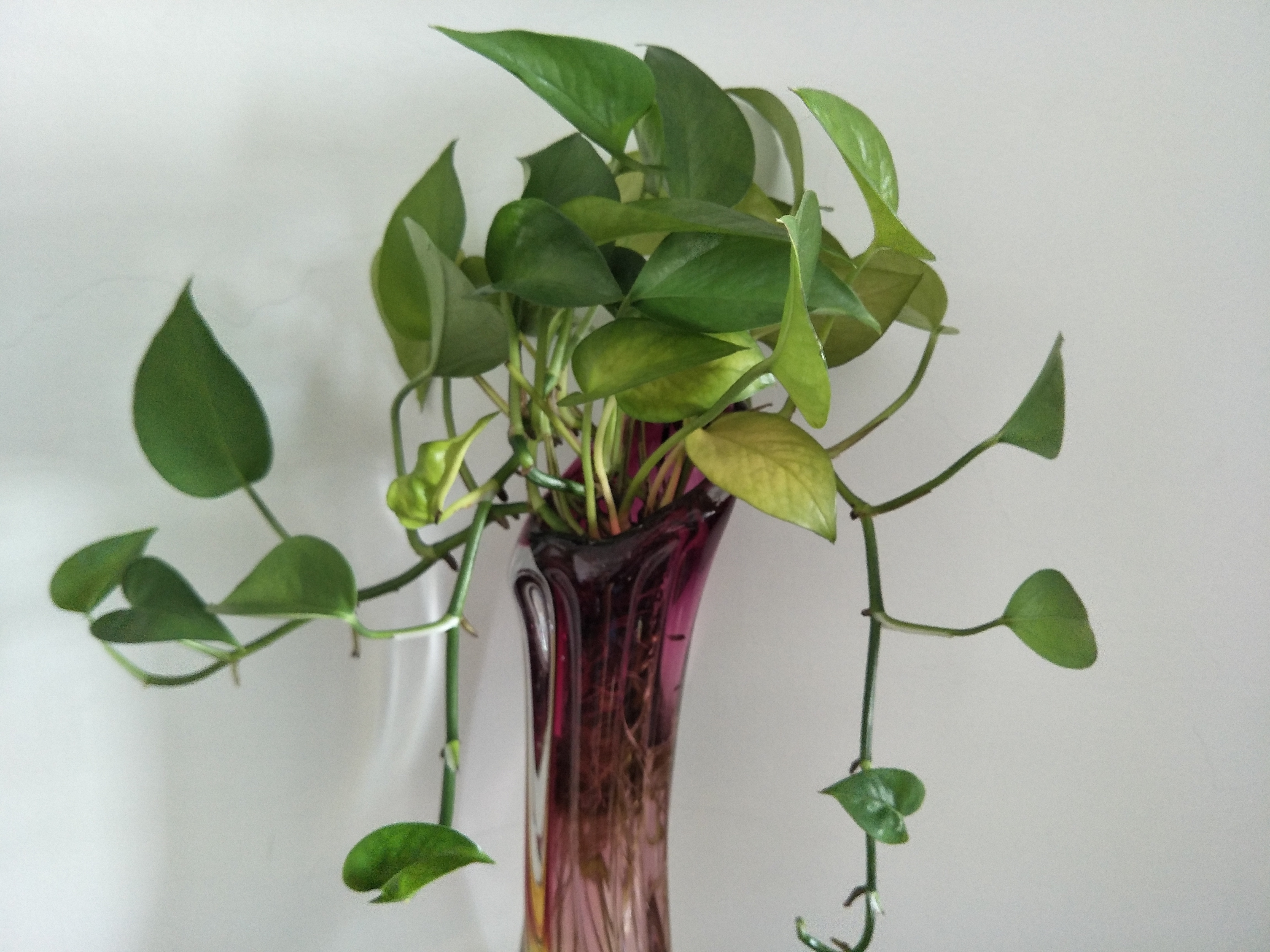 绿萝能摆放在卧室养护吗?有什么养护注意事项?