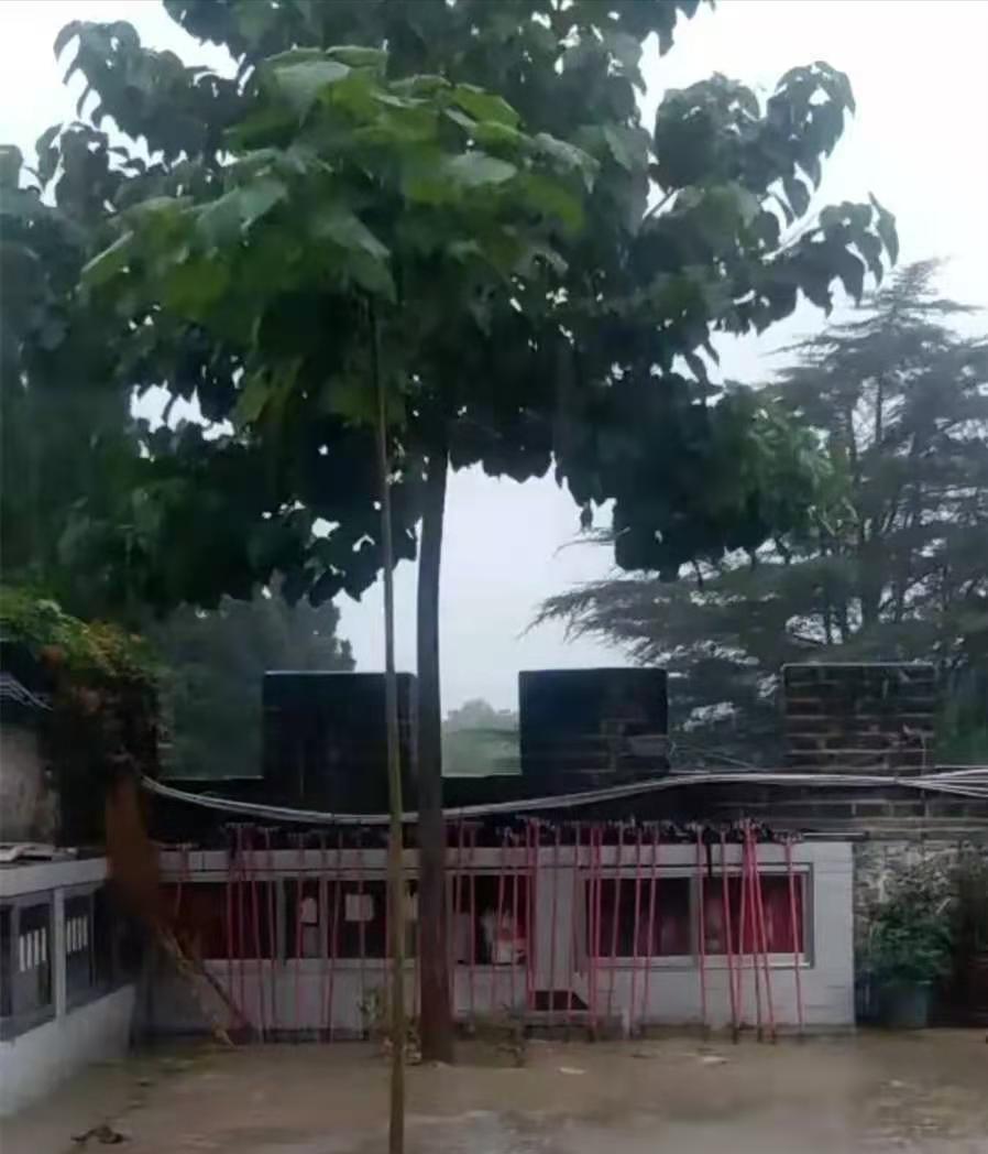 院子里适合种7种“镇宅树”,随便种一棵,“旺财添福”更旺家