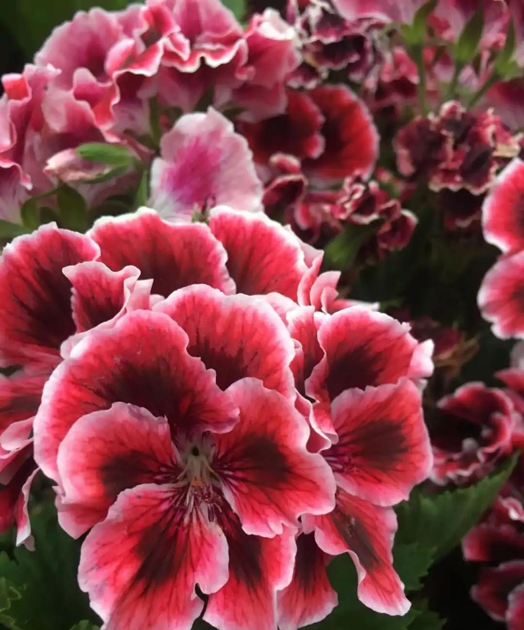 阳台必养盆栽花-天竺葵,如果非要给理由,这“8个”够不够?