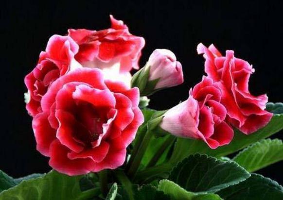 养好大岩桐，除了浇水，还要会用“它”，花苞大又多，开花“旺”