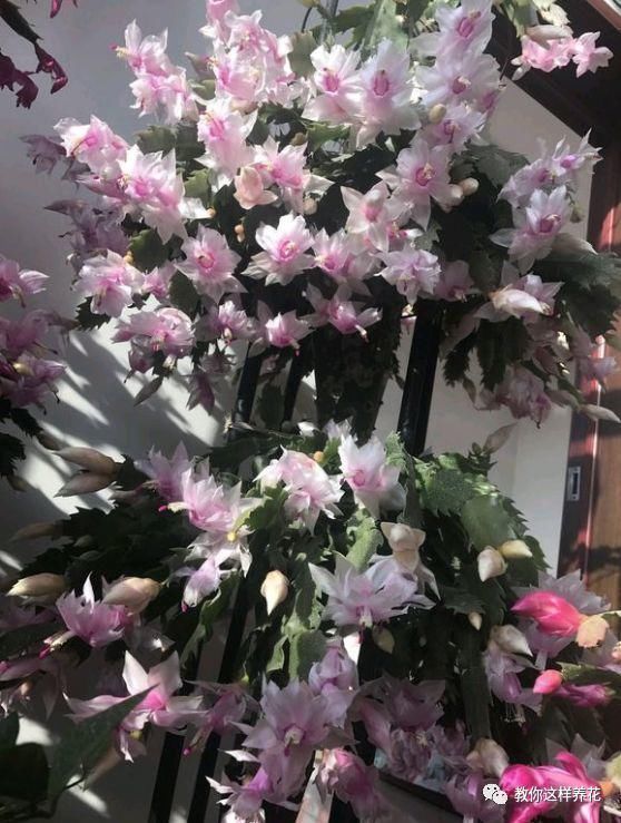 老花匠|老花匠:扔4种“东西”,就是扔钱,比花肥还好用,不花钱!