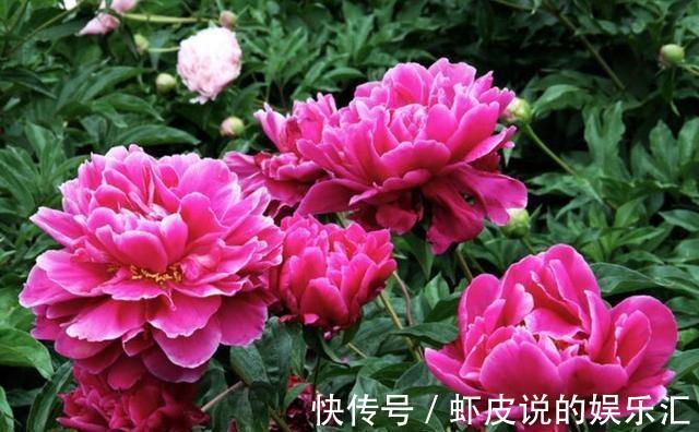 吊兰|农历十一月大雪过后,养什么花?家里养3种花,凤卜归昌乘龙快婿