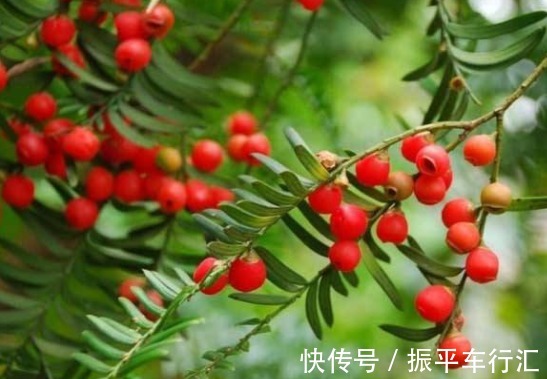 盆栽的4种“吸毒花”,让病菌无所遁形,散发清香,对阳光需求少