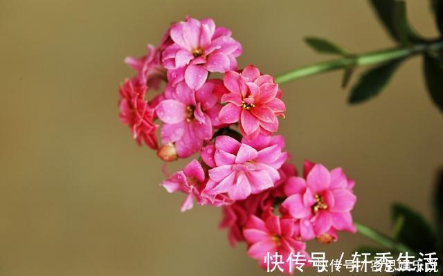 仙客来|被称为“夏必死”的8种花,我却喜欢买一些,因为能“省”不少钱