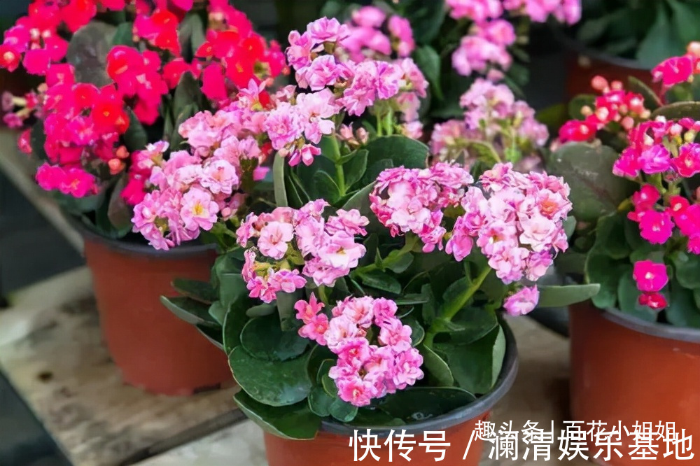 夜晚能够“制氧”的5种花,卧室小更要养一盆