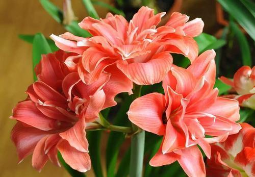 朱顶红迟迟不开花?了解它的喜好,催出花苞绽放群花!