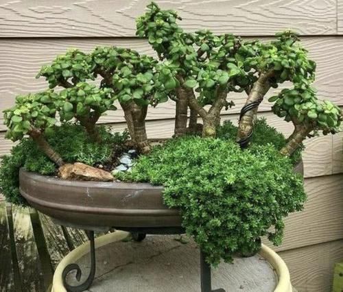 观赏价值|“金枝玉叶”当盆景,家里阳台放2盆,养护5年变“值钱”,寓意好