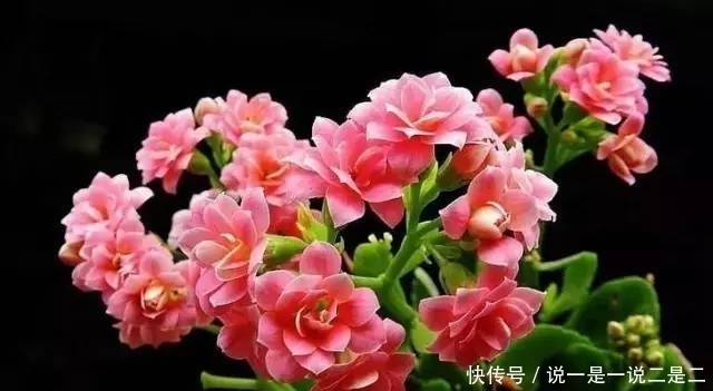 植物|家养这几款植物,花期长花量大,花开繁盛,花苞如绣