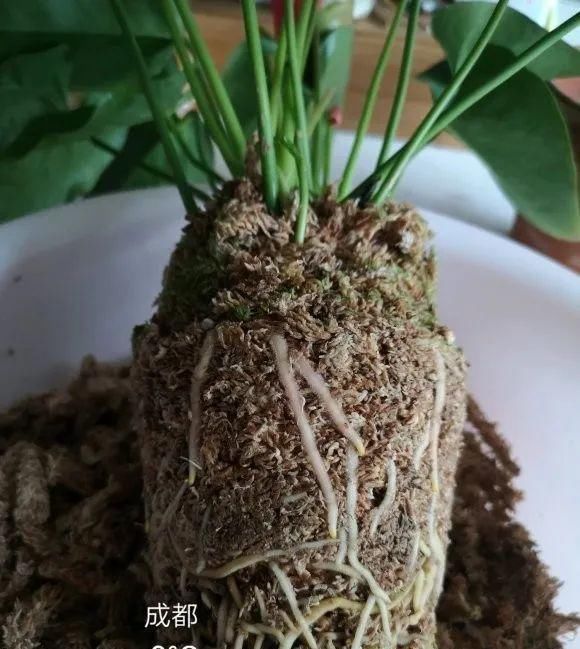 一棵长寿的花，124个花箭，开花，锅盖打开的方法