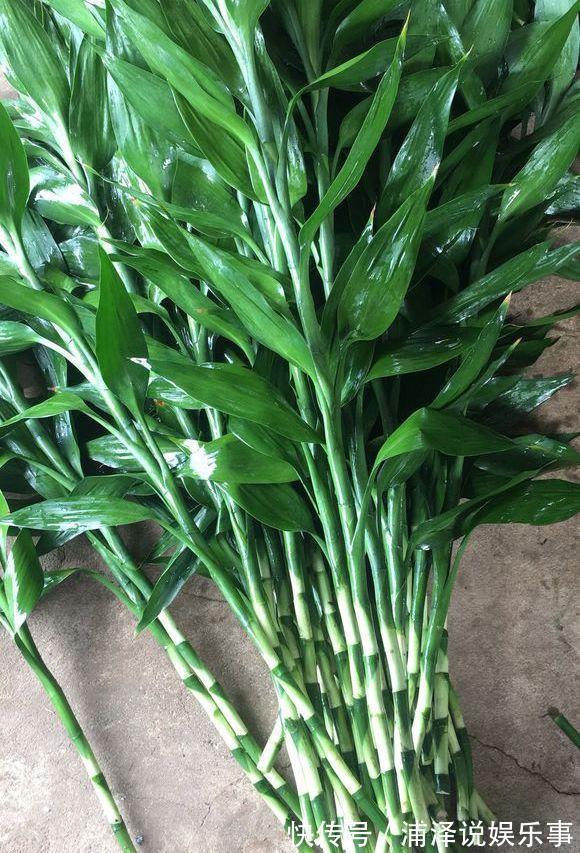 富贵竹根不好，放铁钉也没用，3个技巧，根儿白又壮！