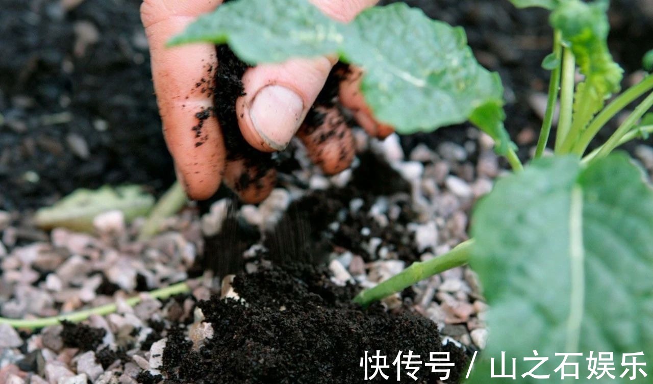 鸡蛋壳|在家里养花时,肥皂水、鸡蛋壳或煮菜的水别丢,是可以用来养花的