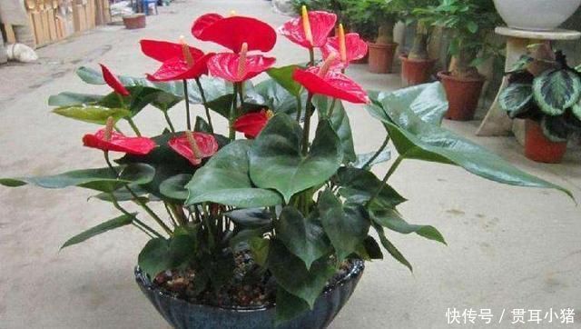 红掌|家里采光差并不影响养花,这几种花耐阴性强,光照差也能开花爆盆