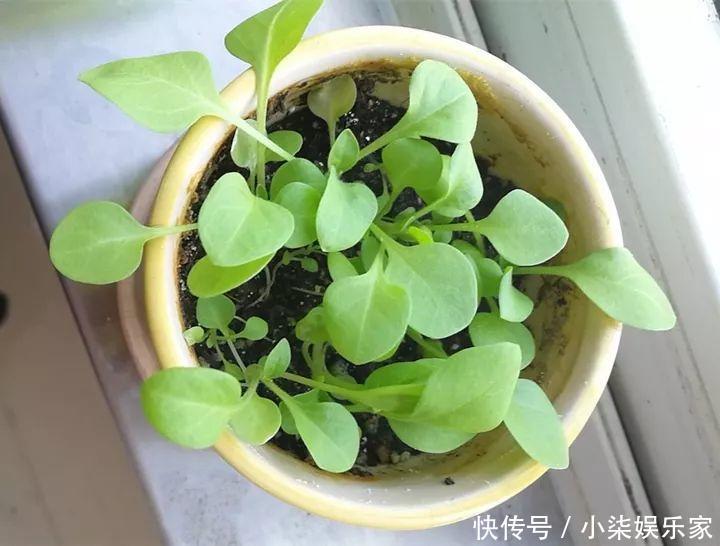 花多多|养花必备肥料,浇水前撒一点,月季开花拳头大!