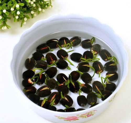 怪不得|怪不得老公把发财树扔了,现阳台流行种此花卉,香飘满屋更迷人