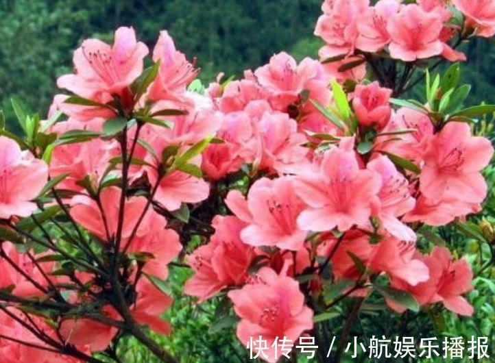 家养此款花卉,开花勤爱爆盆,好养又漂亮,随便一养成花海