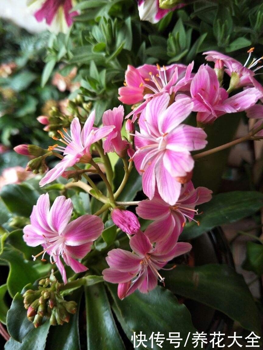 12月逛花市，买3种便宜花，10块钱能买3盆