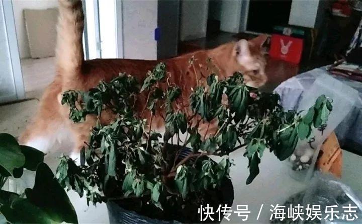 施肥|新手养花不用愁，给你支3招，烂根也能救过来！