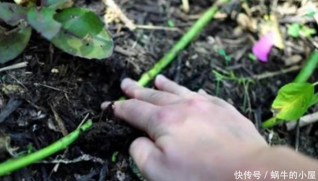 花木扦插不生根，学会另2种繁殖方法，生根快、成活率更高