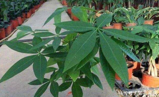 见光|冬季发财树养不好？因为它有“5怕”，合理避开，安稳过冬很简单