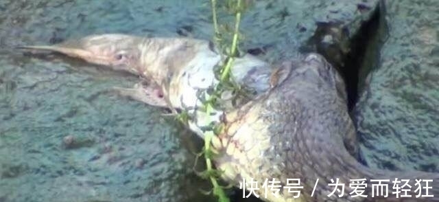 老农河边钓鱼时发现海滩上有东西在蠕动,仔细一看,瞬间乐坏了!