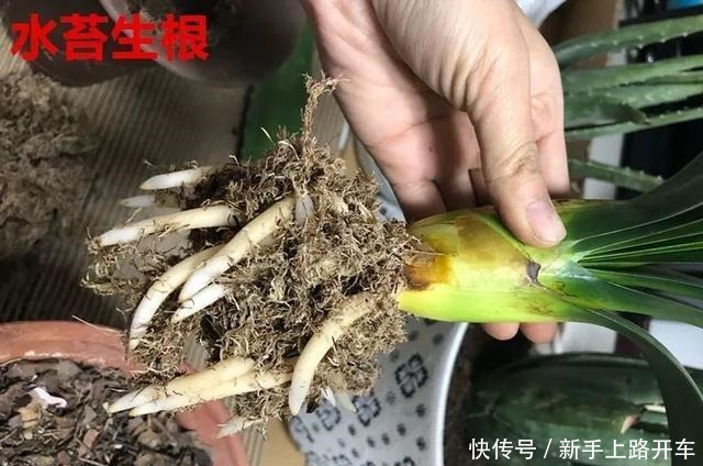 8种花换盆,换好了生一堆,换错立马死!8种花换盆,换好了生一堆,换错立马死!