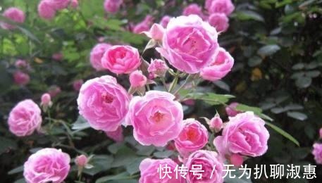 日日红|这几种花期超长的盆栽, 家里种上一盆, 一年四季都有花赏!