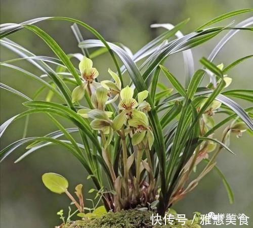 家庭养兰花,就怕4种错误养护,难怪总是养不好