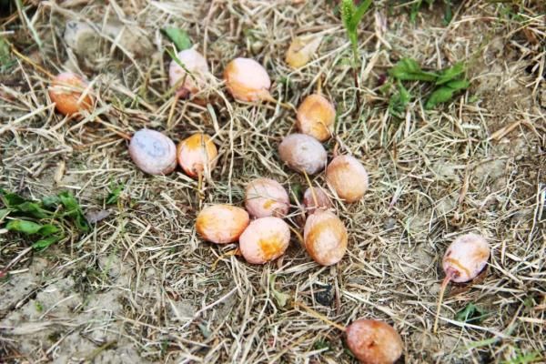 银杏|阜阳已出现！不要吃！有毒！