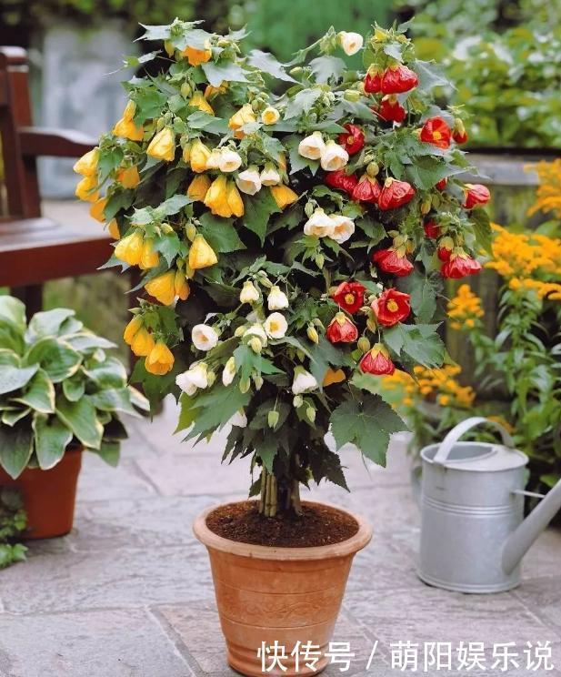 客厅摆放这5款花草，打理省心，连假花、空气净化器都省了