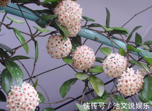 花朵|犯愁养花还是种菜别选了，种植8种蔬菜盆栽看着五颜六色