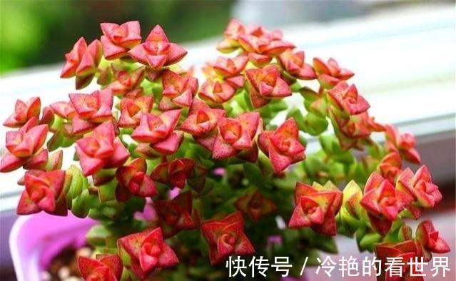 多肉小米星与钱串，十字星一家亲，出锦后也叫彩色蜡笔