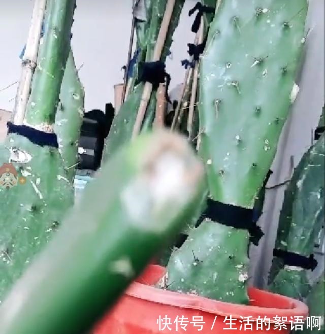 仙人掌嫁接蟹爪兰第一步,养一棵“七层宝塔”似的仙人掌!