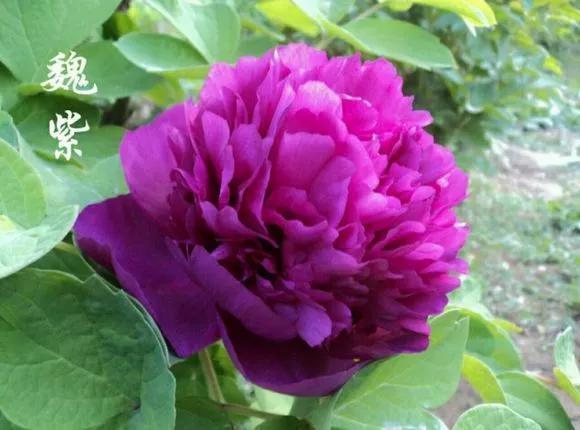 喜欢牡丹花，却一不小心买到芍药！附牡丹花品种图鉴大全