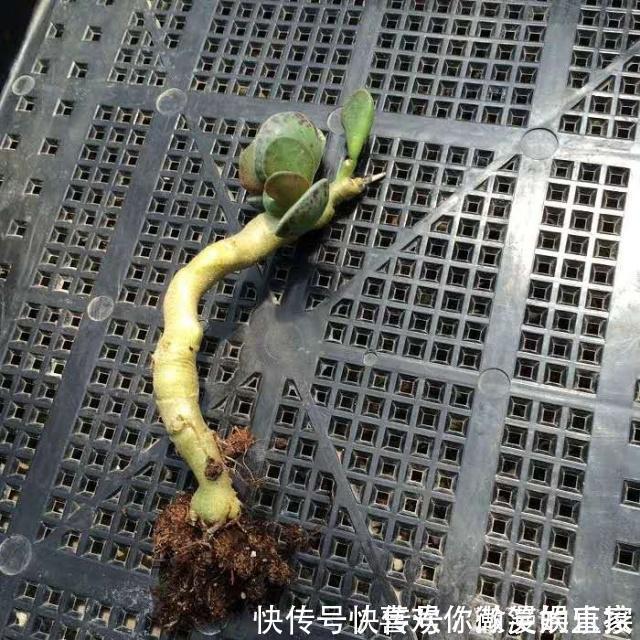 网购|网购的“多肉”，给它这样“剪一剪”，服盆特别快，盆盆都能活！