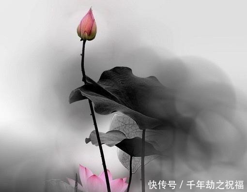  佛语|令人释怀的佛语禅心，经典睿智，受用一生！