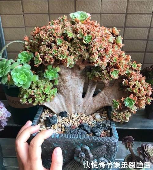 一日三餐|养肉的最高境界,多肉都缀化了,长成了小树桩,像极了孔雀开屏