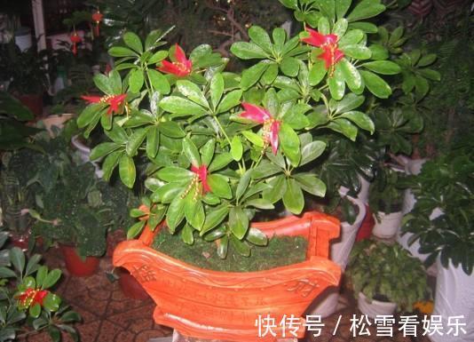 阳台放上几种东西,让你家财运亨通,一生富贵旺到爆!