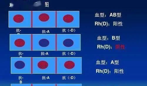 平均年龄|在四大血型年龄排行榜，B型血平均年龄77岁，你是哪种血型？