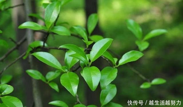 盆景|一种名贵的盆景树,有院子的一定要养,价值高造型美!