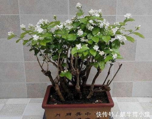 木疙瘩|这花要勤修剪,不能养太老,越老开花越少,最后长成木疙瘩!