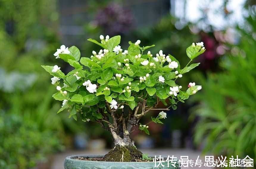 花苞|养茉莉花有“3点”很重要，株型更美，开花更多，又香又好看