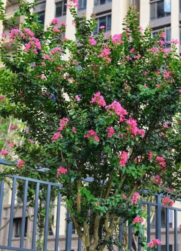 紫薇树|路边的紫薇花,种盆里变老桩盆景,价值太珍贵!