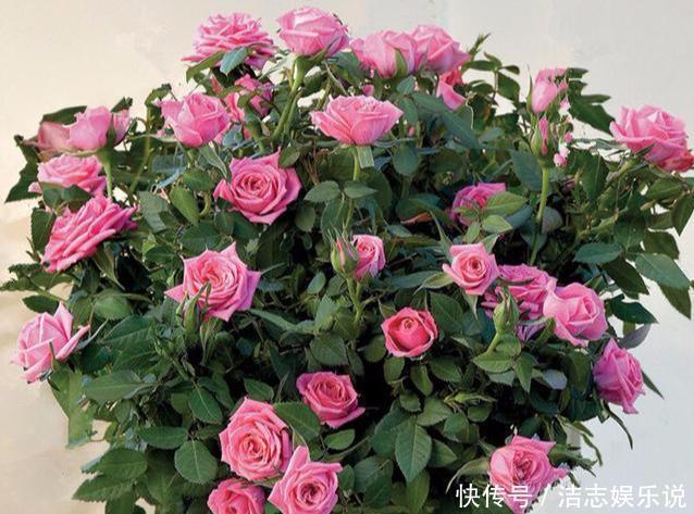 病虫害|盆栽月季黄叶4个“方法”解决,片片叶子绿,花儿开爆盆长势旺