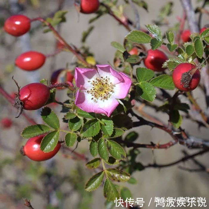 白粉病|每年剪几次,喷点药,月季可保持经常开花,不怕黄叶和感染病虫害