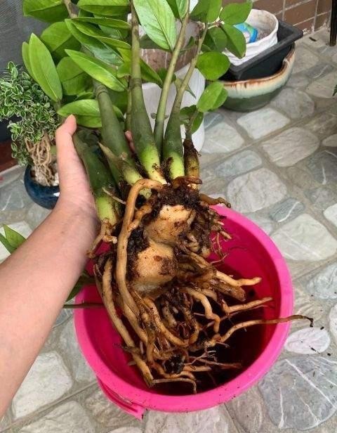 金钱|盆栽金钱树,记住“5句话”,叶子个个闪亮,萌芽更快!