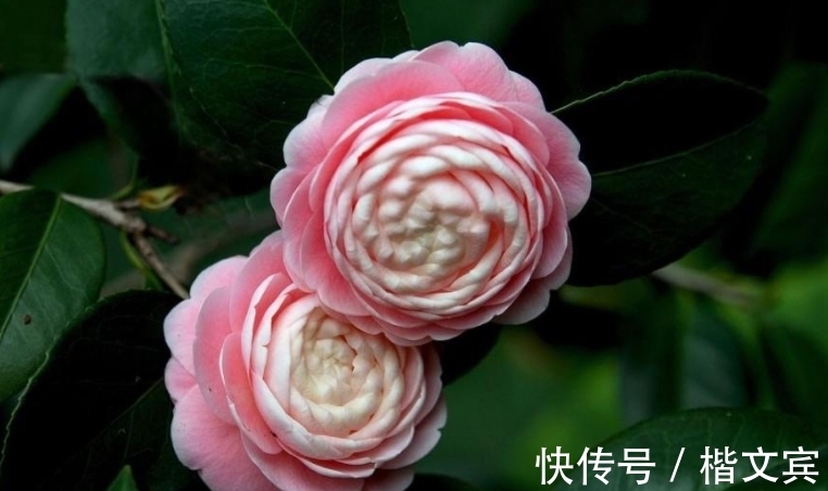 冬天养茶花,3步操作不能省,否则花苞不长大,根本开不起来!